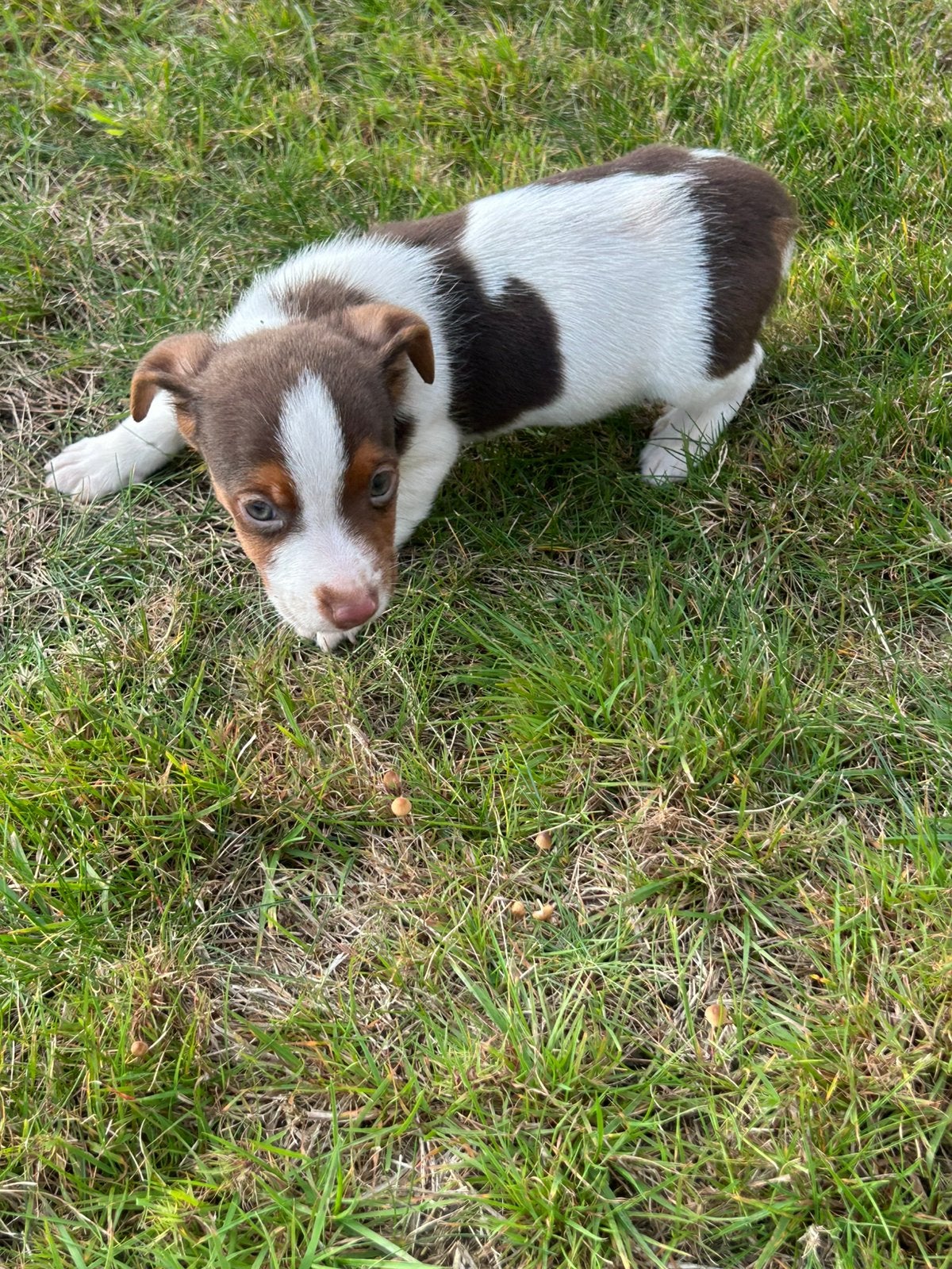 Jack Russel, Dieren en Toebehoren, België, Fokker | Hobbymatig, Overige rassen, 8 tot 15 weken