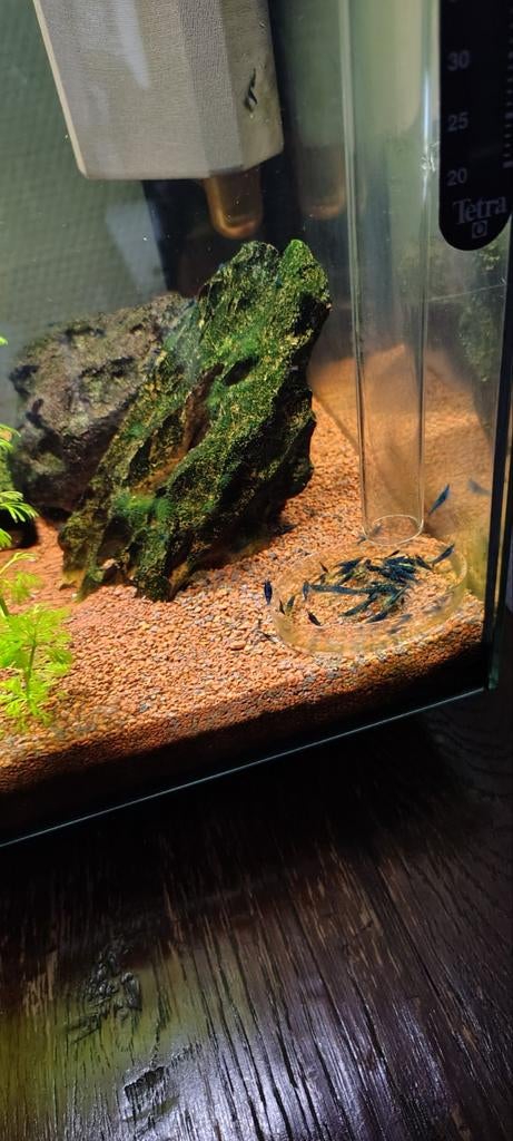 Blauwe garnalen, Dieren en Toebehoren, Ophalen