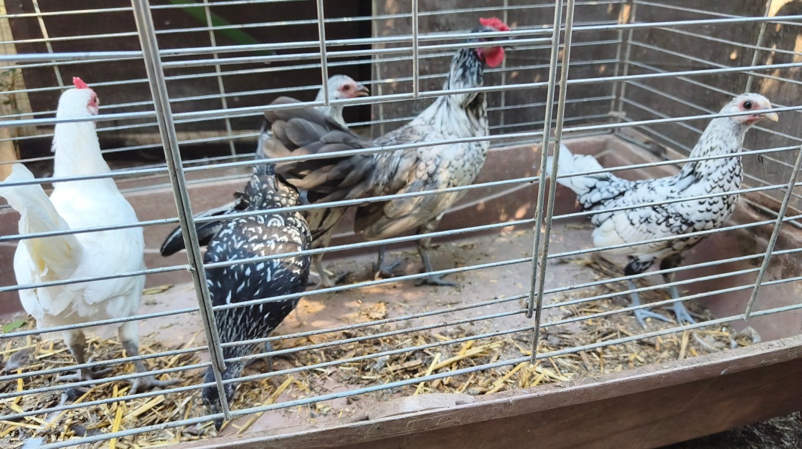 poules naines, Animaux & Accessoires