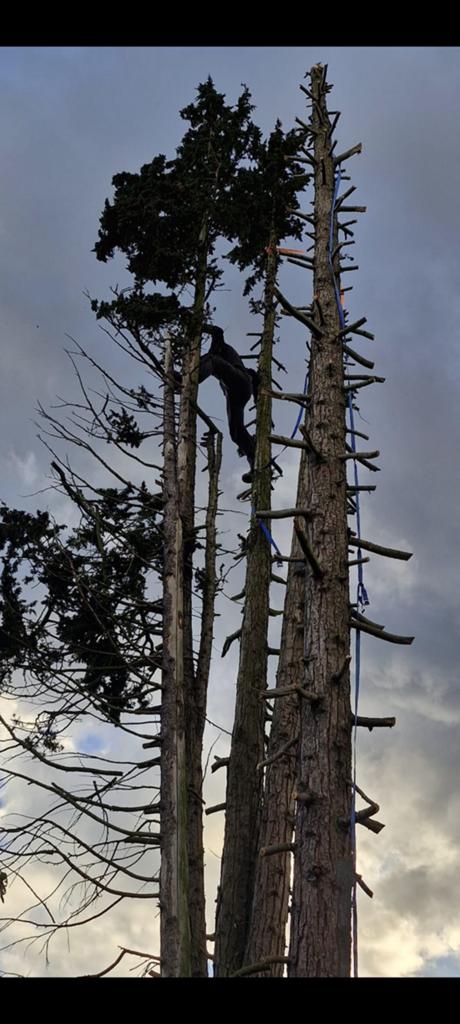 Bomen kappen, Tuin en Terras, Ophalen