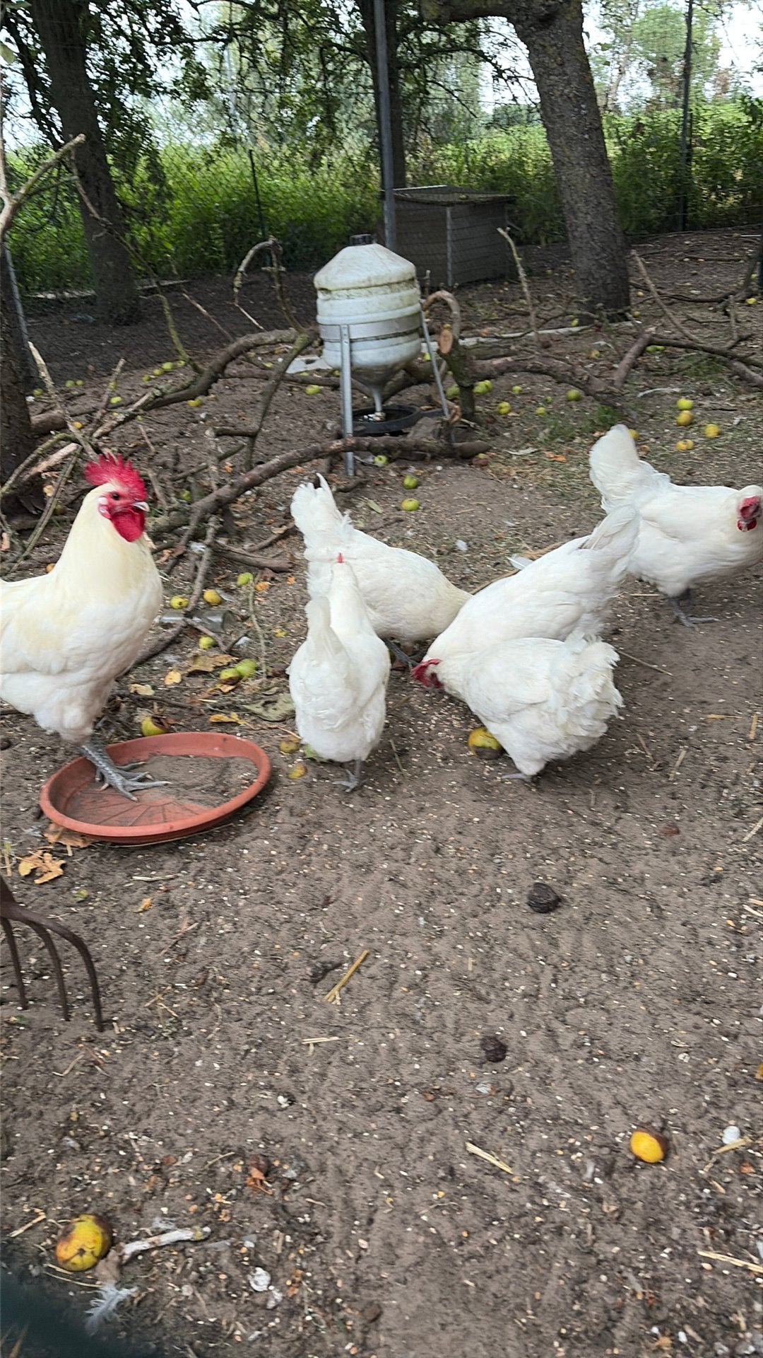 Toom poule de Bresse