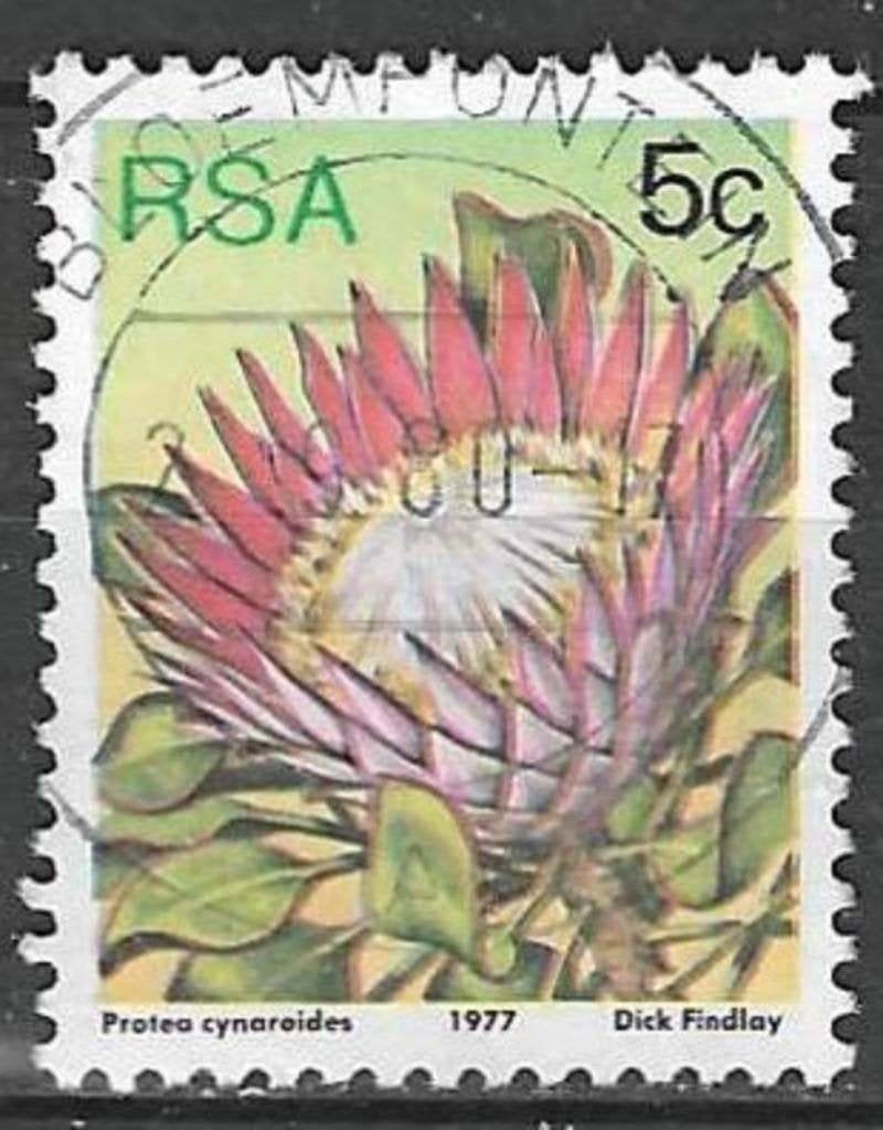 Zuid-Afrika 1977 - Yvert 420 - De Koningsprotea (ST), Postzegels en Munten, Verzenden, Zuid-Afrika, Gestempeld