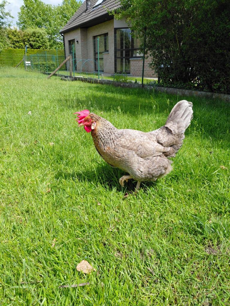 Maranskip, Dieren en Toebehoren, Pluimvee, Kip, Vrouwelijk