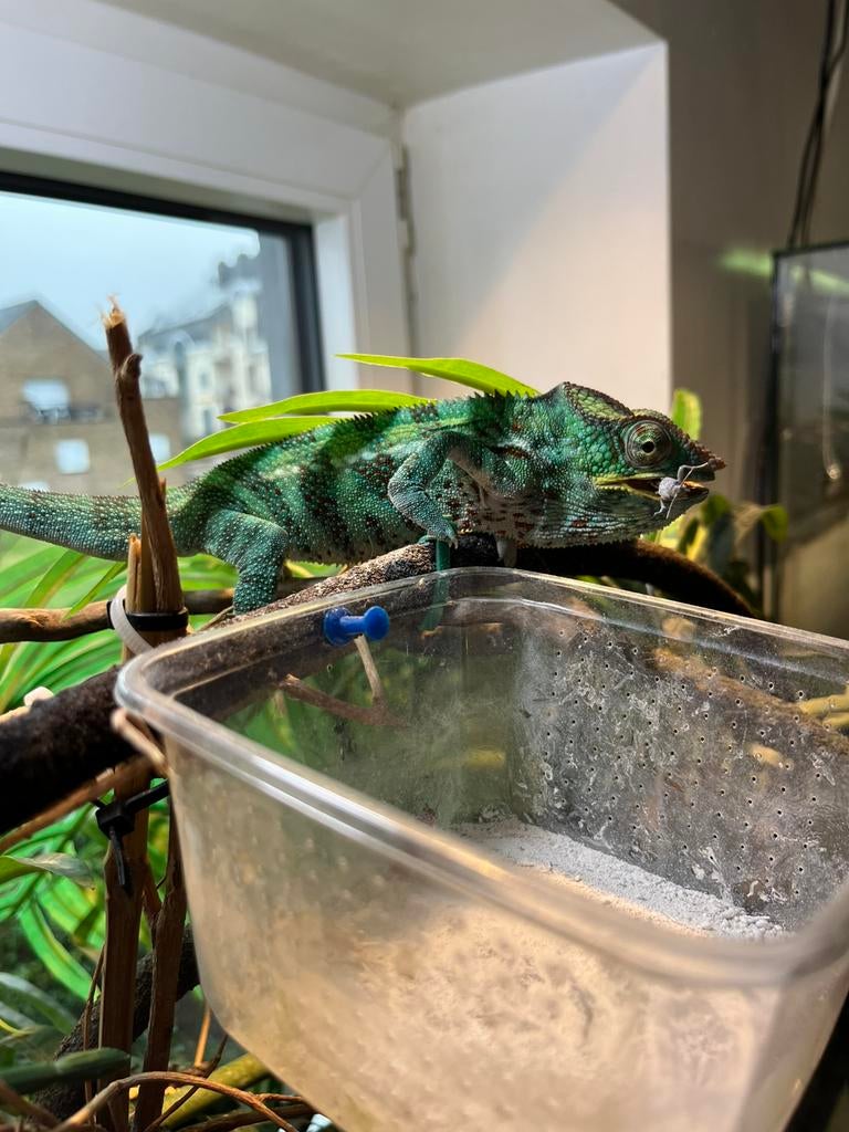 Caméléon panthère nose mistio1 ans, Ophalen, Zo goed als nieuw