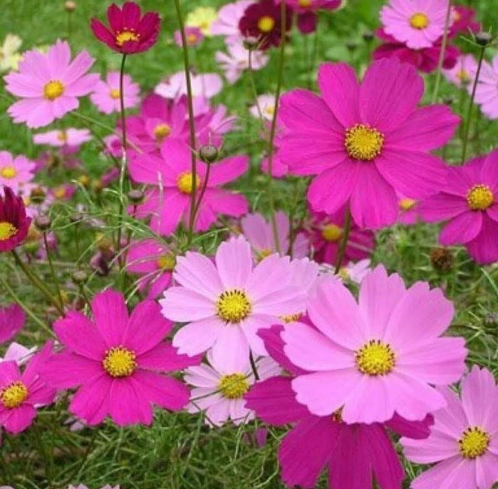 Cosmos Mix zaden, Cosmos bipinnatus, Verzenden