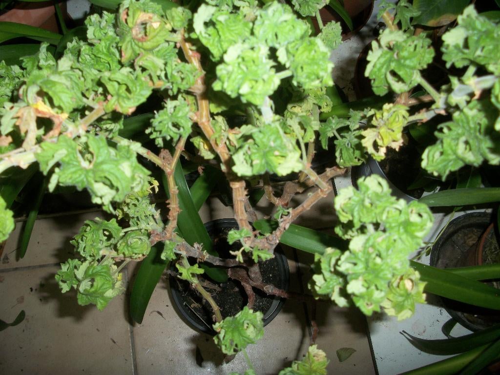 Pelargonium geurende (geranium) Citroen tegen de muggen, Tuin en Terras, Eenjarig, Halfschaduw, Zomer, Ophalen