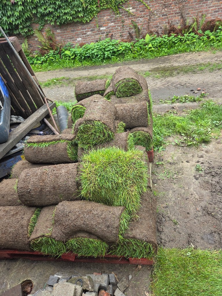 Graszoden, Tuin en Terras, Ophalen, Nieuw, 20 m² of meer, Gras