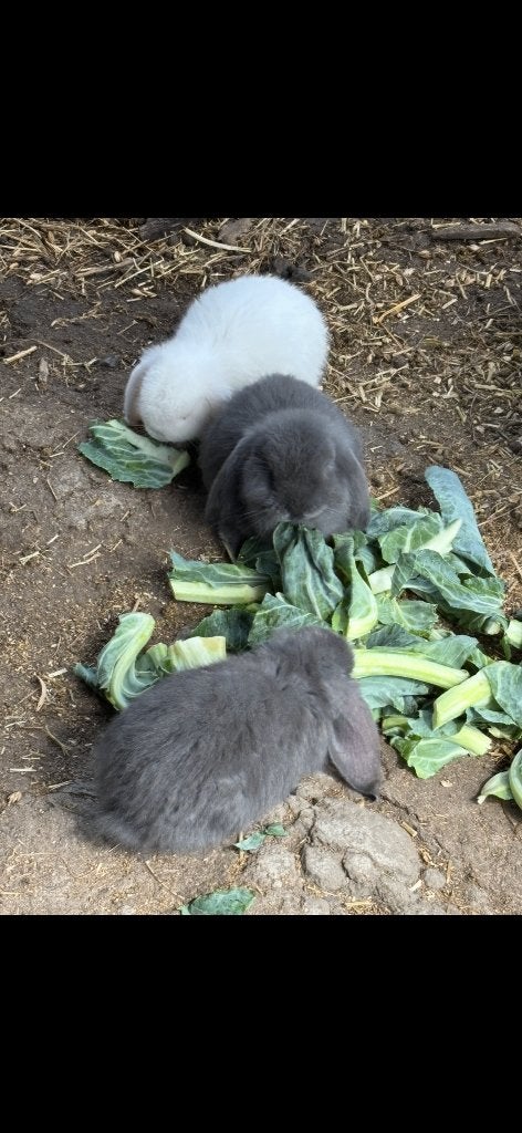 franse hangoren, Meerdere dieren, Hangoor, 0 tot 2 jaar