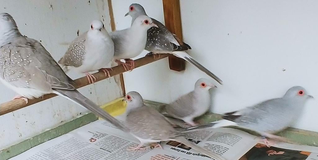 Diamantduifjes, Dieren en Toebehoren, Vogels | Duiven, Meerdere dieren, Overige soorten