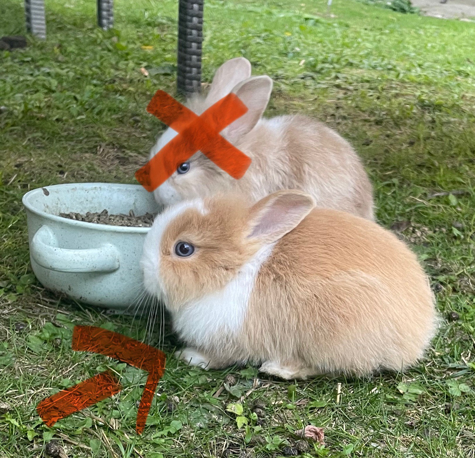 Lapin nain aux yeux bleus, Sexe inconnu, Nain, 0 à 2 ans