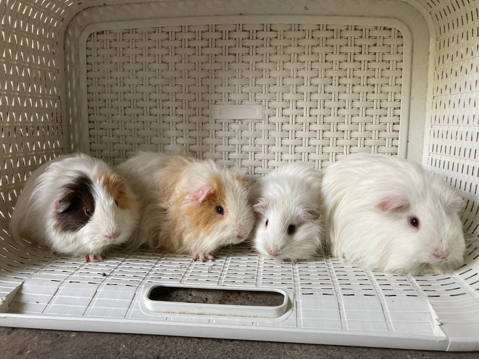 4 langharige cavia beren (vader met zijn 3 zonen)., Animaux & Accessoires, Rongeurs, Février, Cobaye