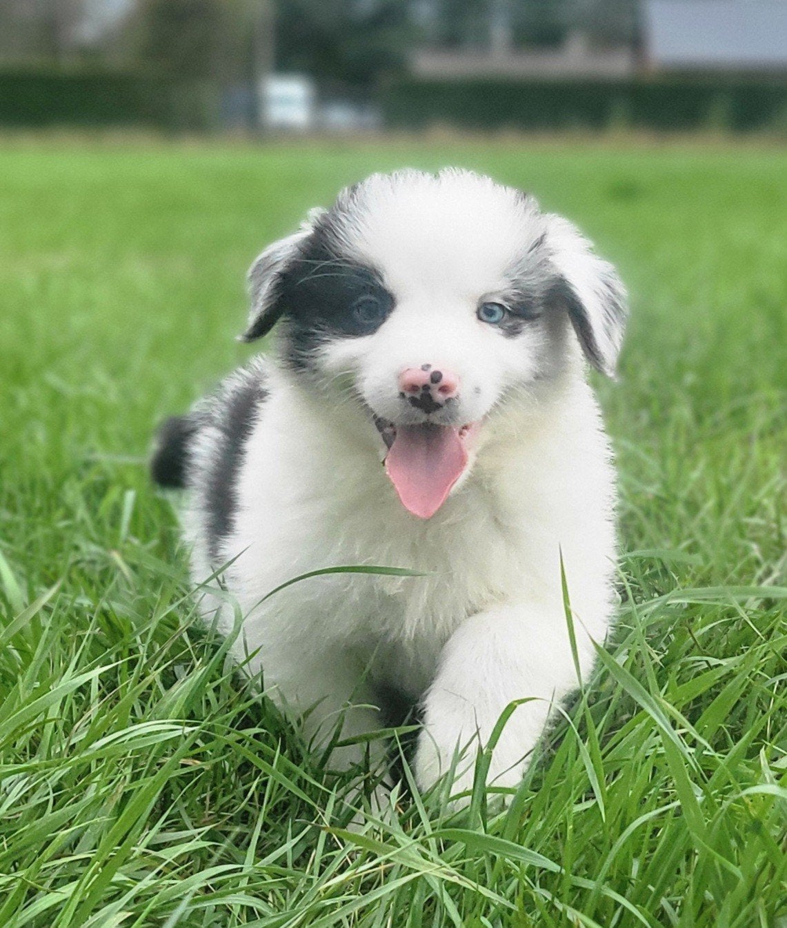 Australische herder pup / Australian Shepherd / Aussi pup