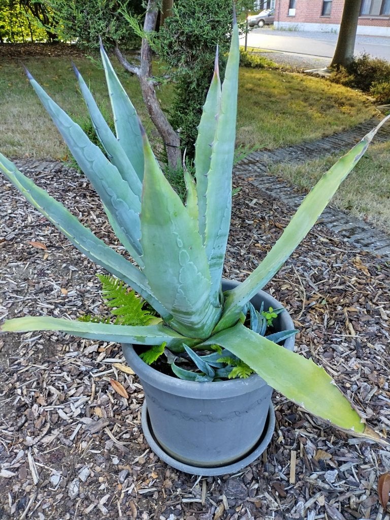 Agave, Tuin en Terras, Planten | Tuinplanten, Ophalen, Vaste plant