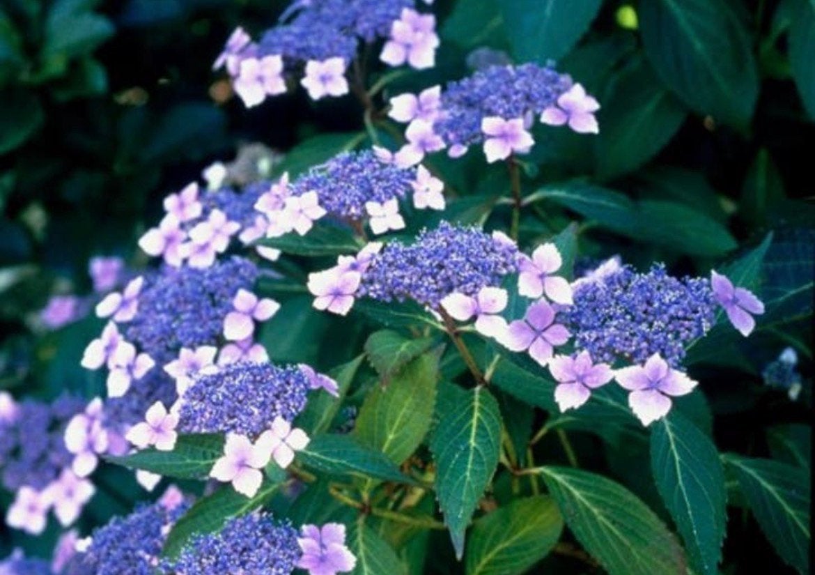 Hortensia bluebird en pots P9, Jardin & Terrasse, Enlèvement ou Envoi, Hortensia