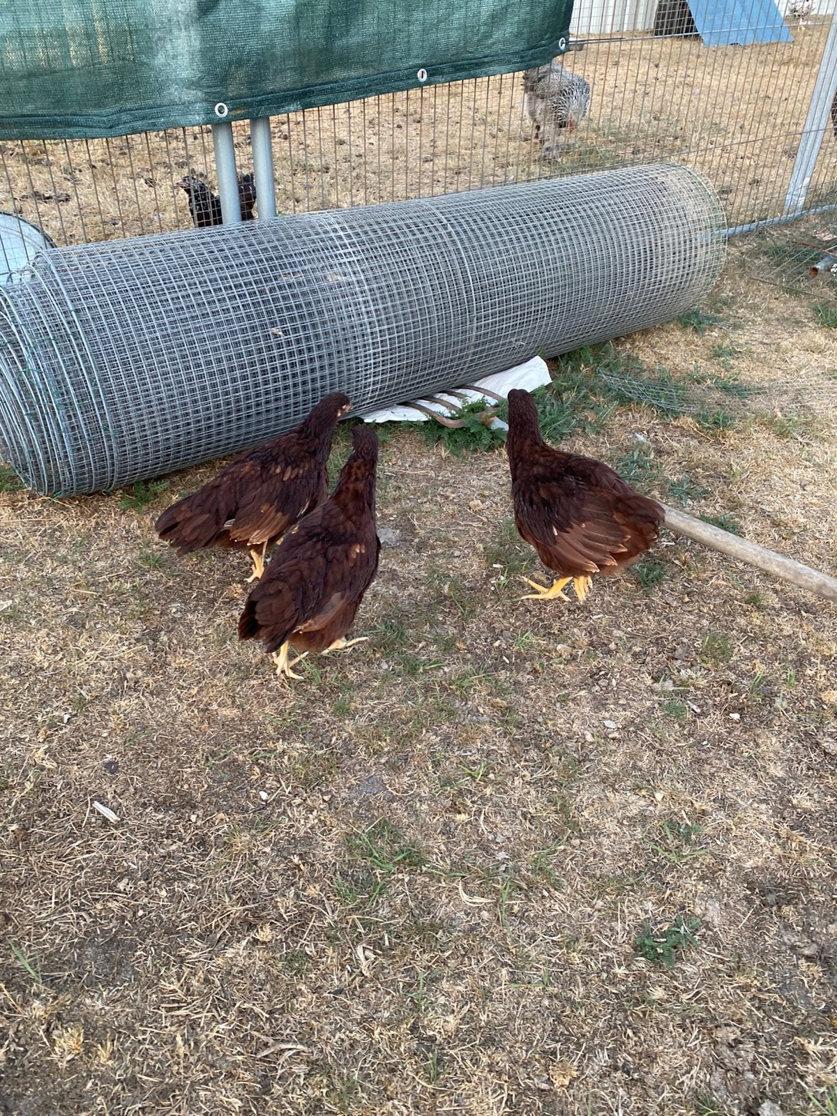 Red island kippen, Femelle, Poule ou poulet