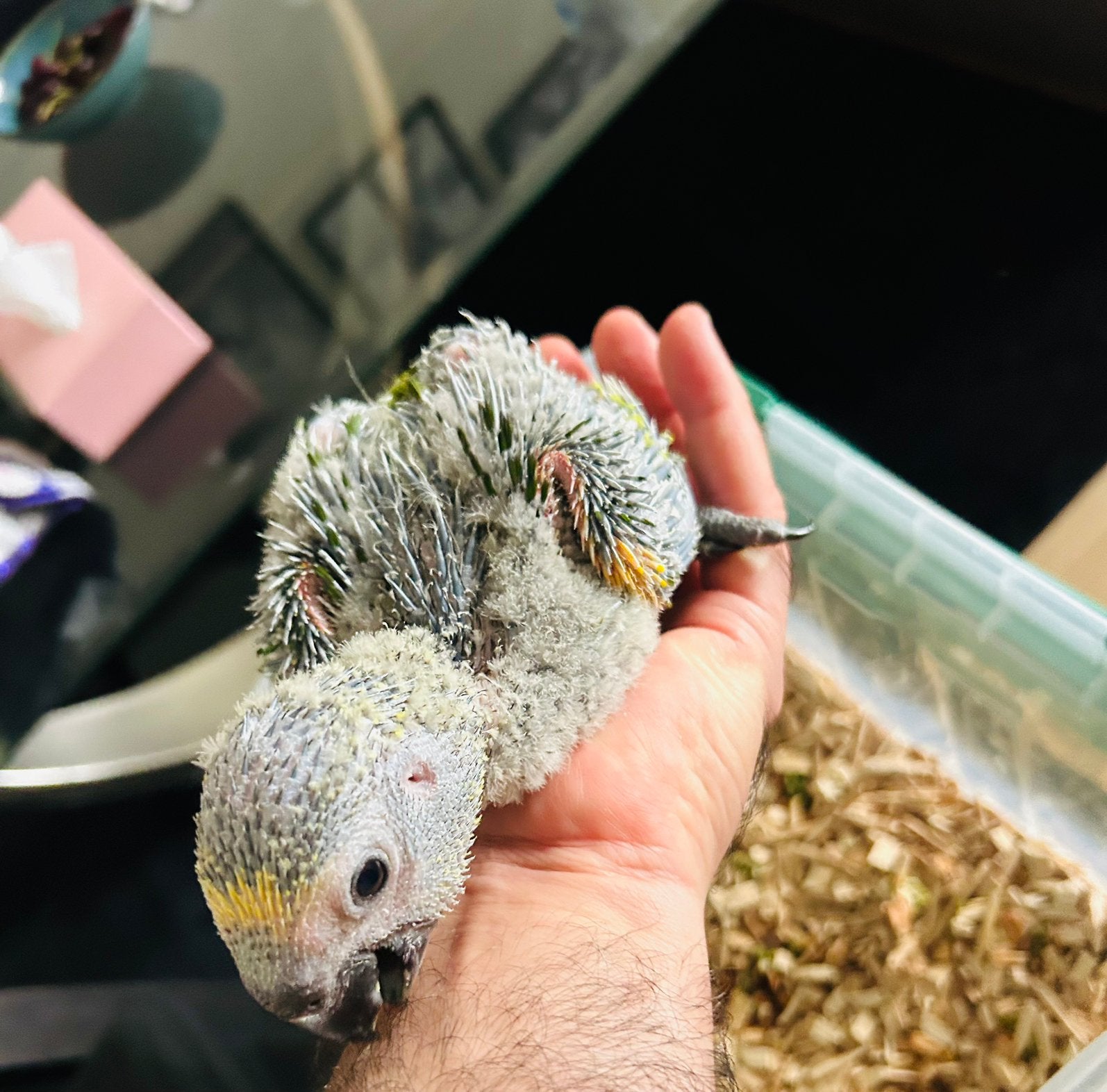 Baby blauwvoorhoofd Amazon 3 weken oud, Dieren en Toebehoren, Vogels | Parkieten en Papegaaien, Geslacht onbekend, Papegaai, Geringd