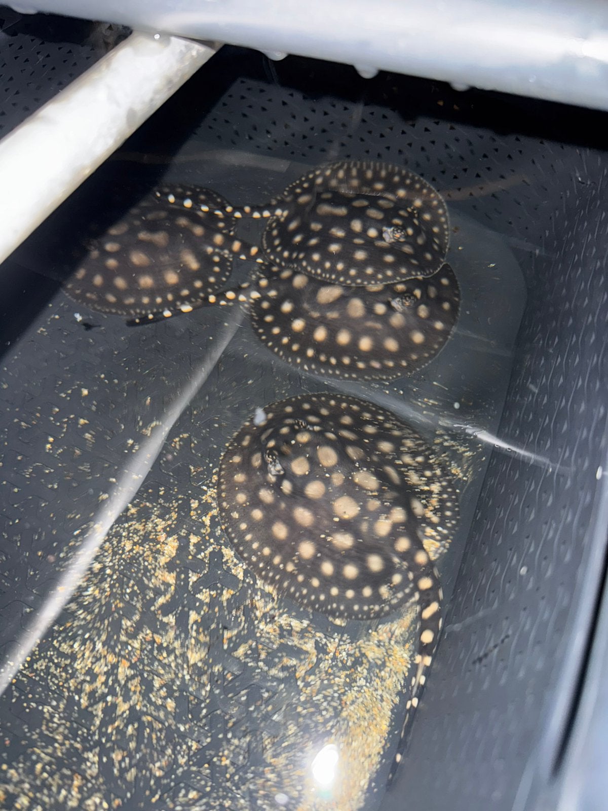 Potamotrygon Black Diamond roggen, Vis, Zoetwatervis