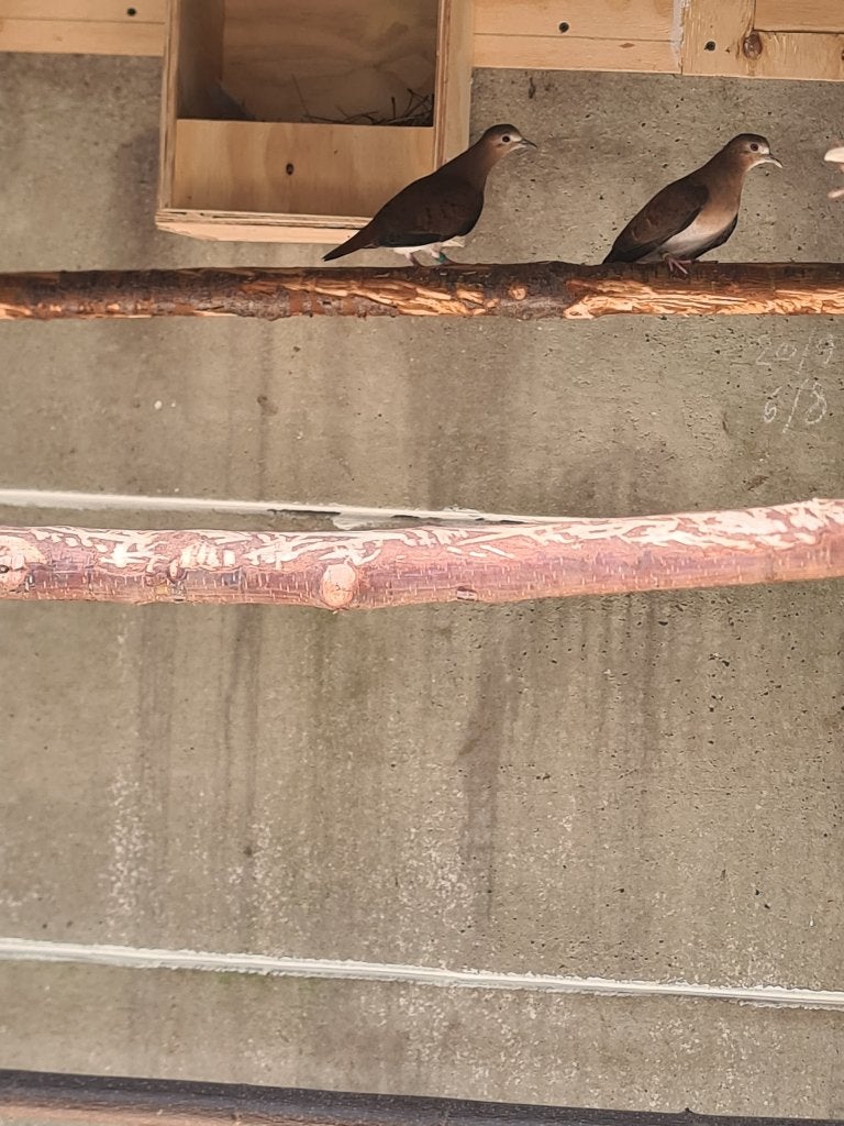 blauwe grondduif, Dieren en Toebehoren, Vogels | Duiven