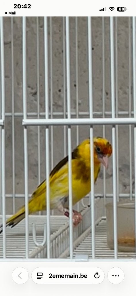 Chardonnerets jaunes, Plusieurs animaux, Oiseau chanteur sauvage, Domestique