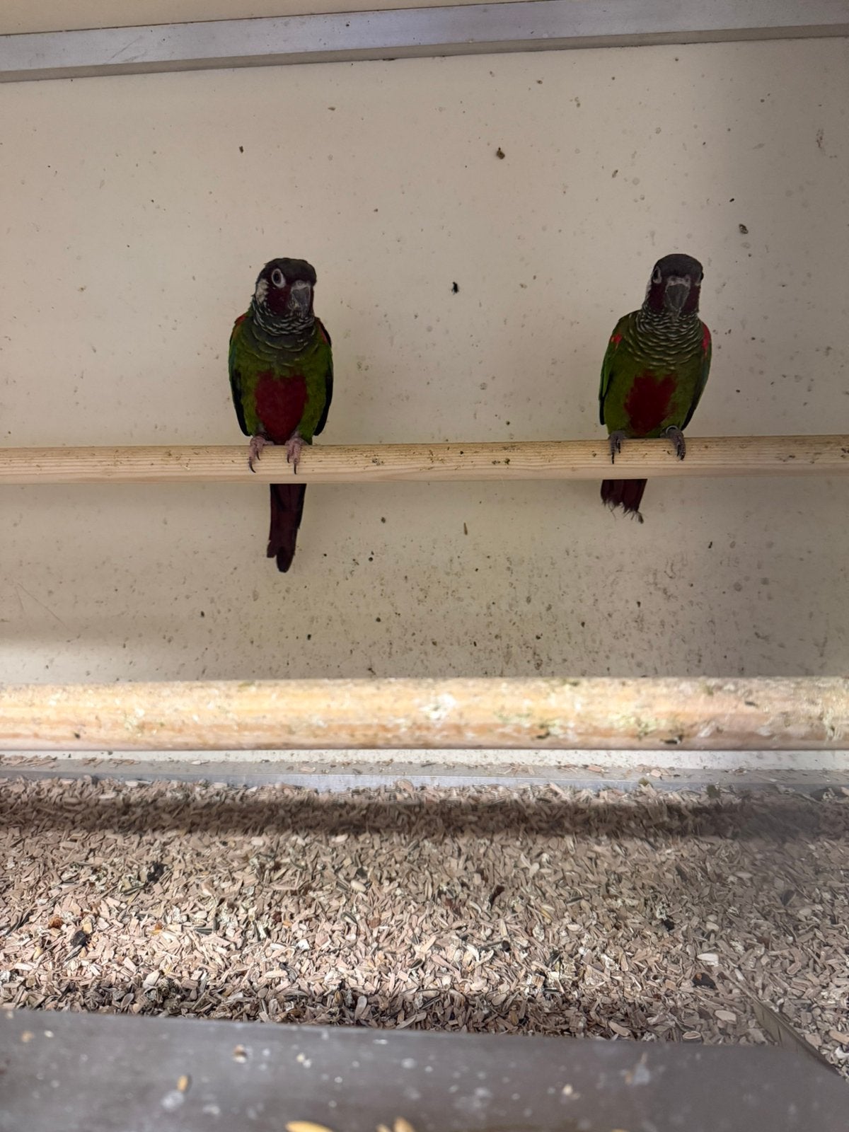 Koppel leucotis leucotis, Dieren en Toebehoren, Meerdere dieren, Parkiet, Geringd