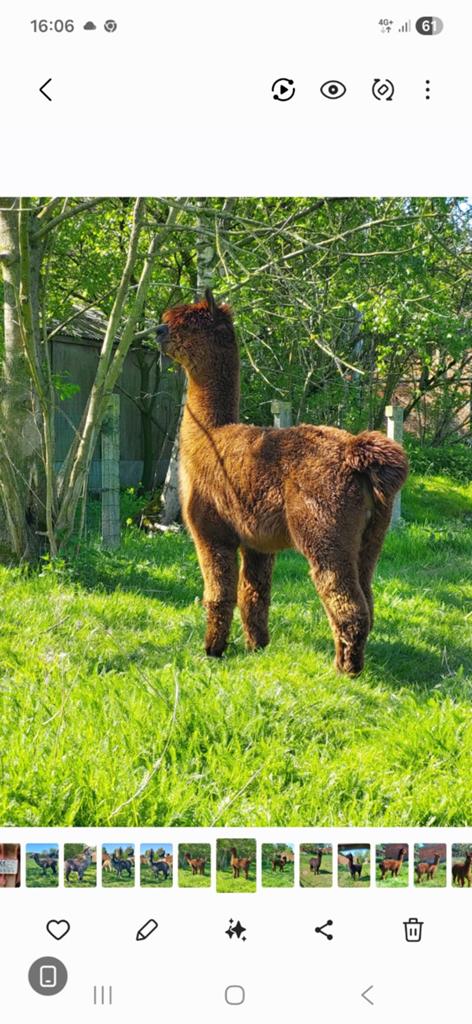 Alpaca hengst, Dieren en Toebehoren, Mei, Mannelijk