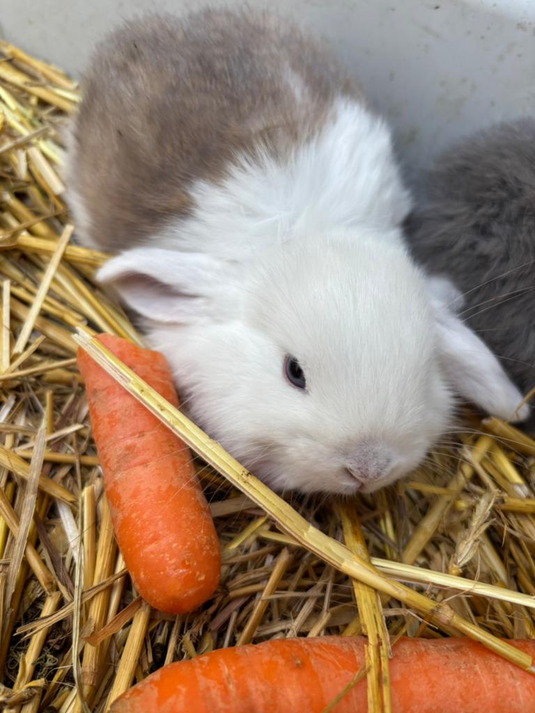 Baby’s !Minilop x ndh nog enkele met blauwe ogen !, Dieren en Toebehoren, Meerdere dieren, Dwerg, Hangoor, 0 tot 2 jaar