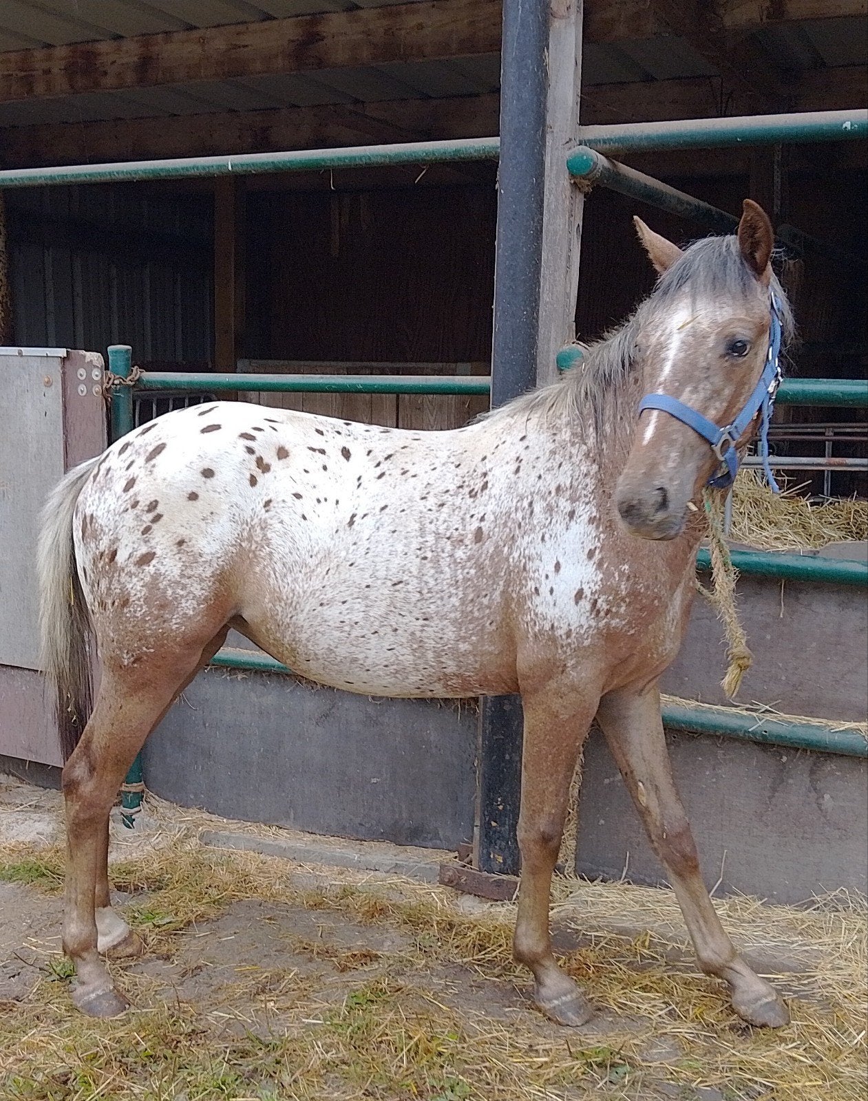 appaloosa merrie, Dieren en Toebehoren, Paarden, Merrie, M