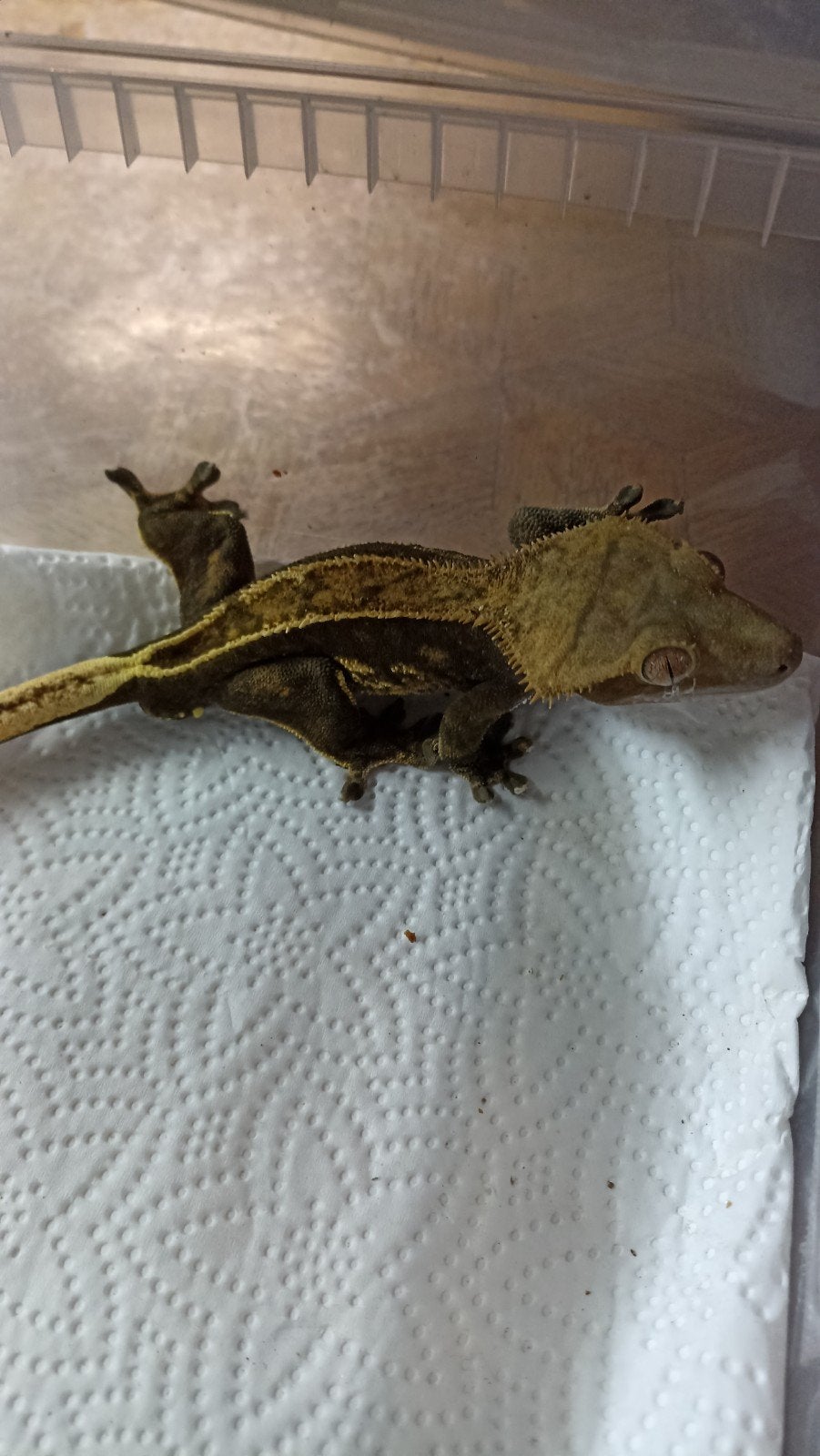 verschillende wimpergekko mannen, Hagedis, 3 tot 6 jaar