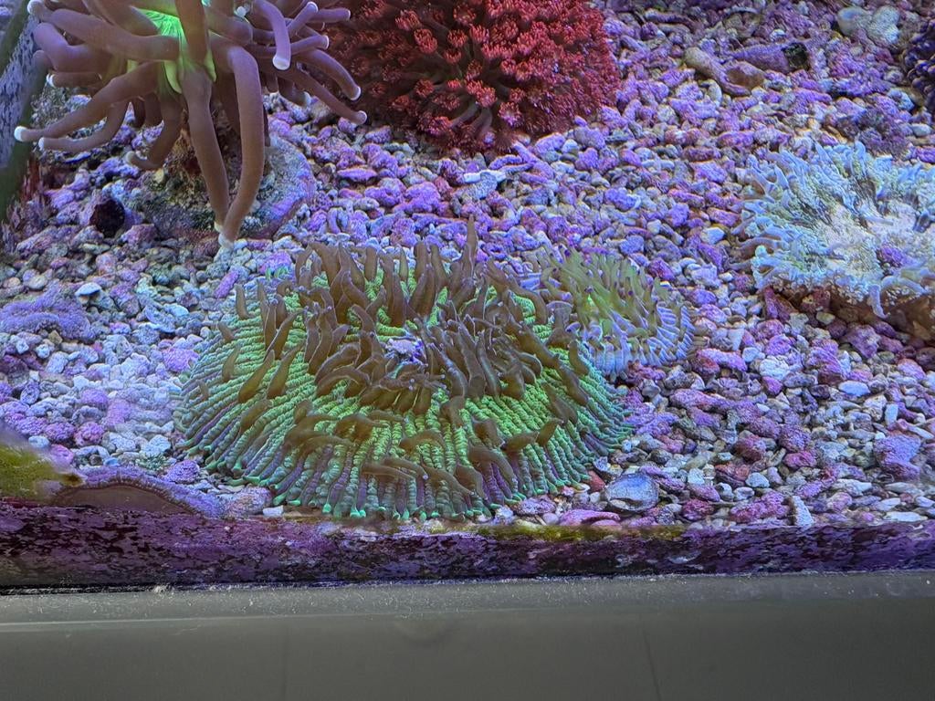 Mooie groen-paarse fungia, Dieren en Toebehoren, Vissen | Aquariumvissen, Overige typen, Zoutwatervis