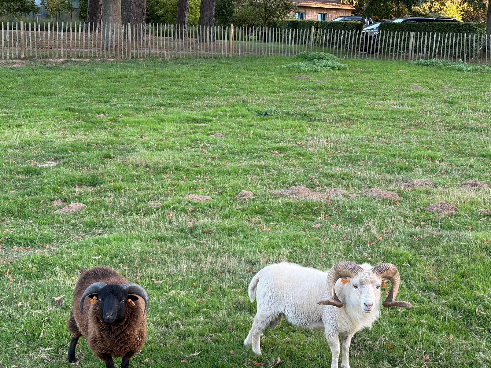 Ouessant dekram, Dieren en Toebehoren, Mannelijk, Schaap, 0 tot 2 jaar