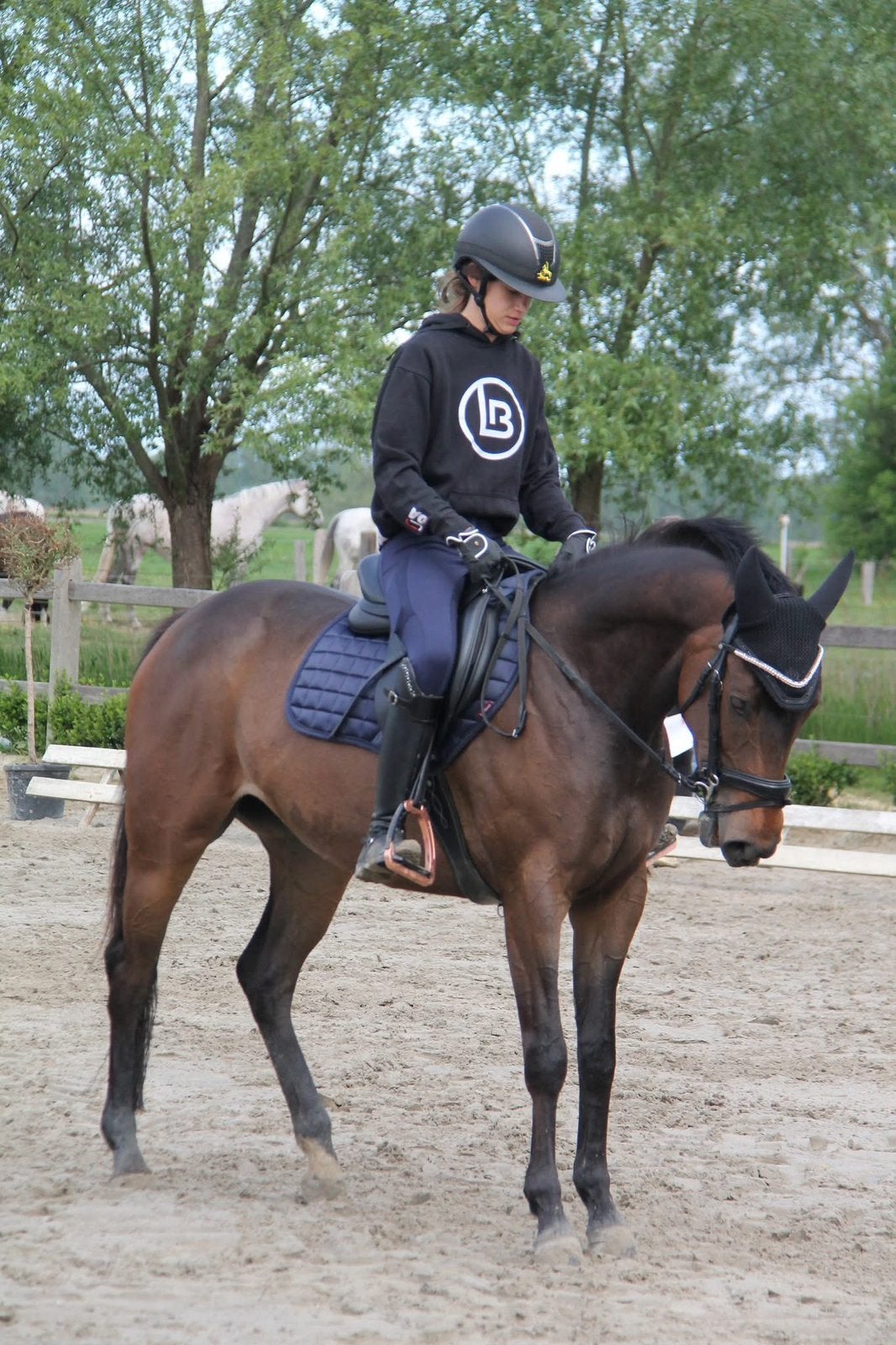 5 jaarse zangersheide merrie, Dieren en Toebehoren, Paarden, Merrie, Minder dan 160 cm, 3 tot 6 jaar, Recreatiepaard
