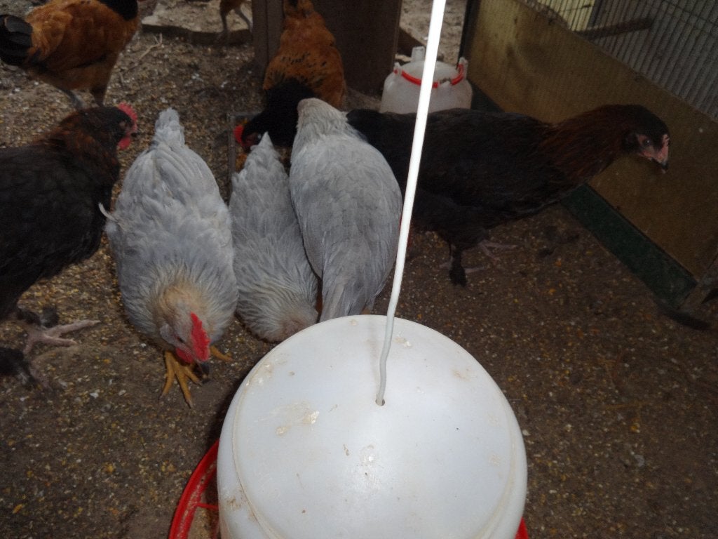 Trio Leghorn patrijs lavendel, Dieren en Toebehoren, Pluimvee, Meerdere dieren, Kip