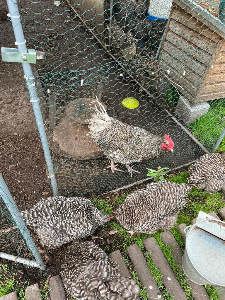 Toom mechelse koekoek minder dan jaar oud, Dieren en Toebehoren, Pluimvee