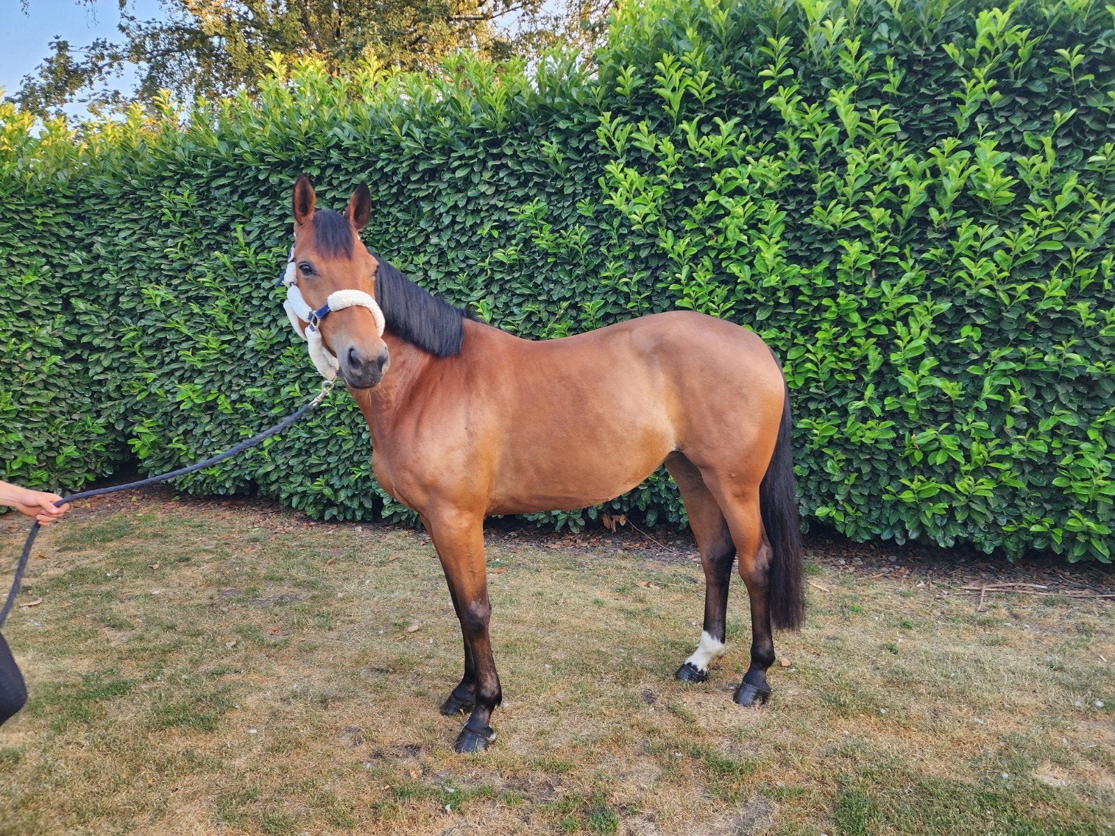 5 jarige brave merrie met top afstamming, Dieren en Toebehoren, Paarden, Merrie