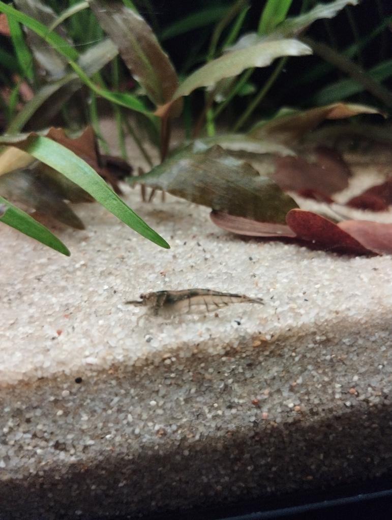 Mix Neocaridina (11st)