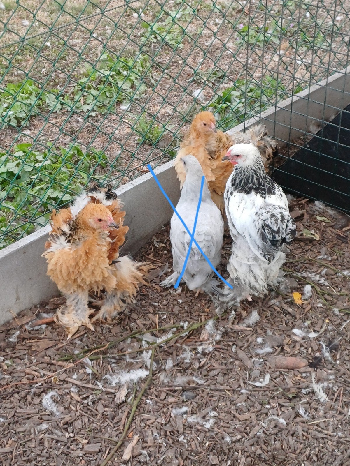 Brahma, Dieren en Toebehoren