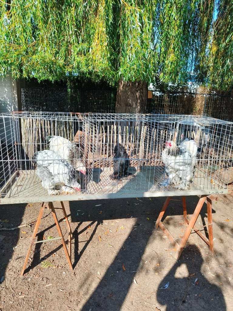 Brahma kippen, Plusieurs animaux, Poule ou poulet