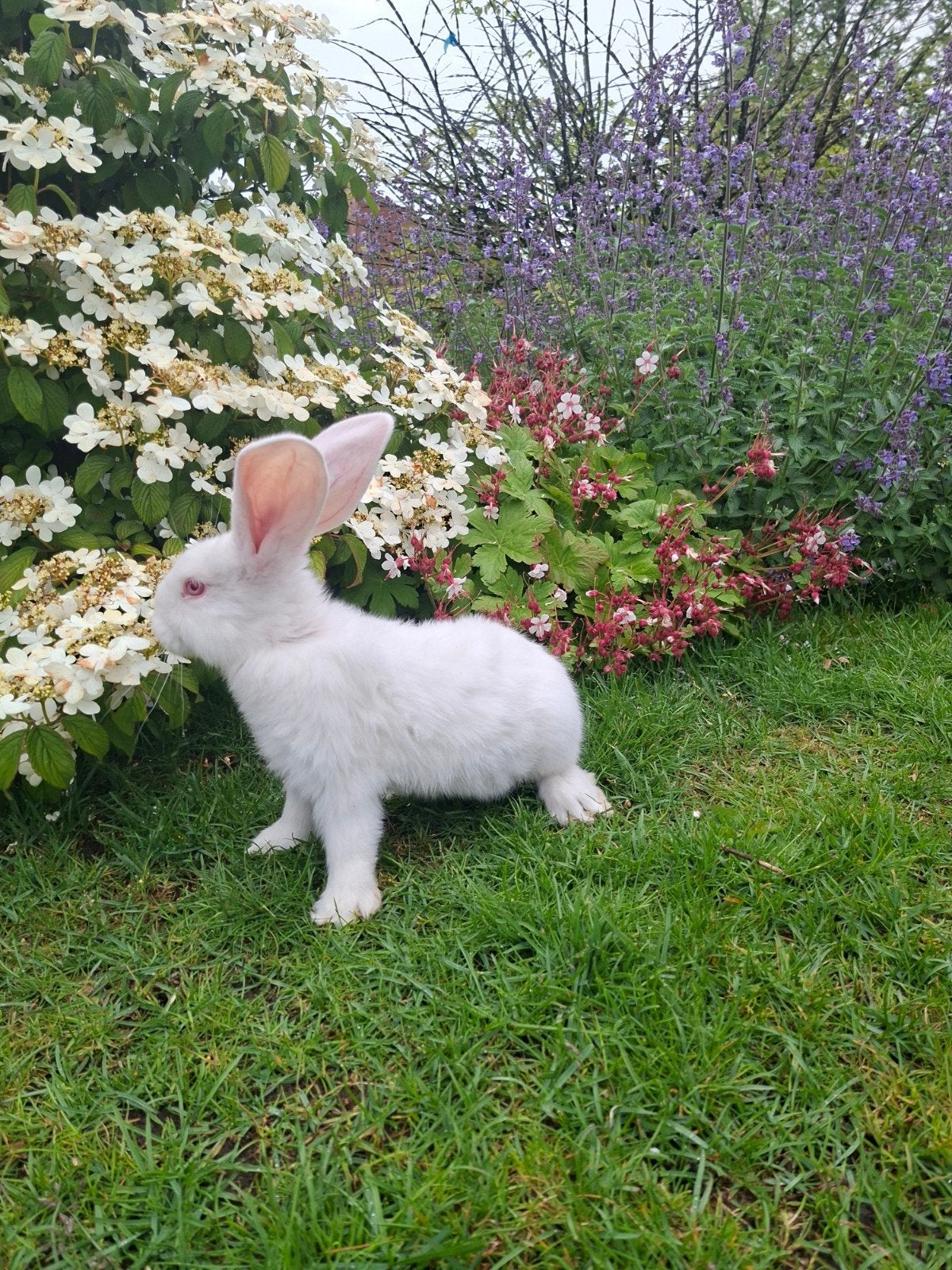 Duitse reus ram, Animaux & Accessoires, Lapins, Grand, Mâle, 0 à 2 ans