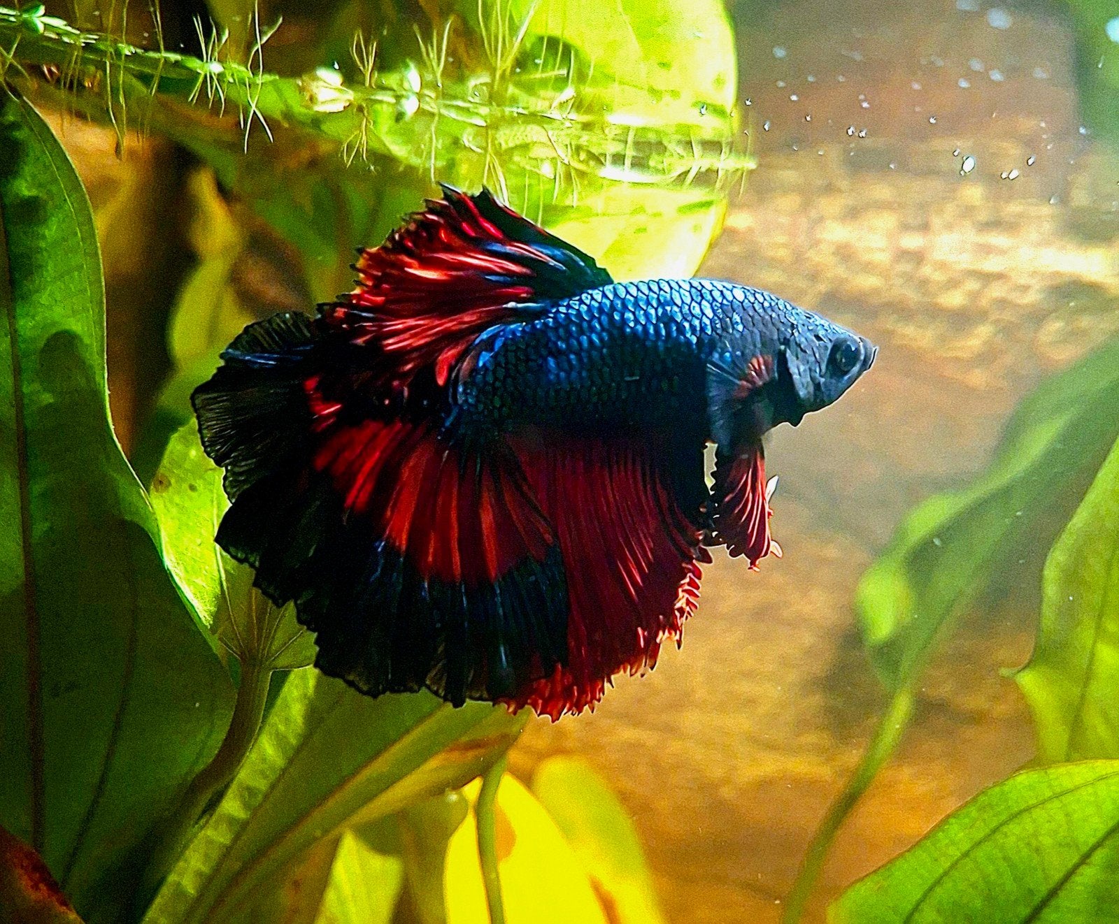 Betta man halfmoon, Vis, Zoetwatervis
