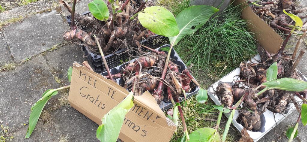 Gratis planten canna, Jardin & Terrasse, Plantes | Jardin, Enlèvement