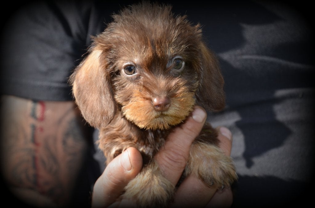Ruwharige Teckel pups, Dieren en Toebehoren, België, CDV (hondenziekte), 8 tot 15 weken, Dwerg