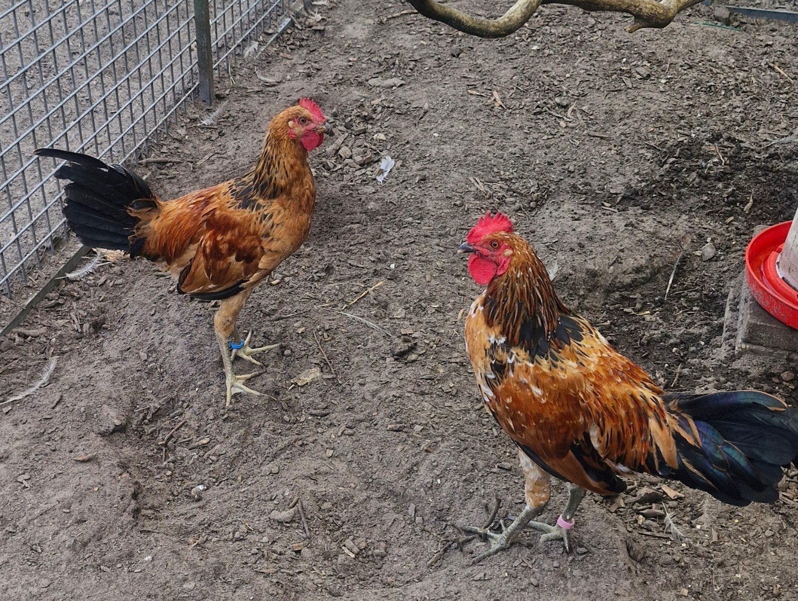 Ayam ketawa hanen( lachkip), Dieren en Toebehoren, Pluimvee