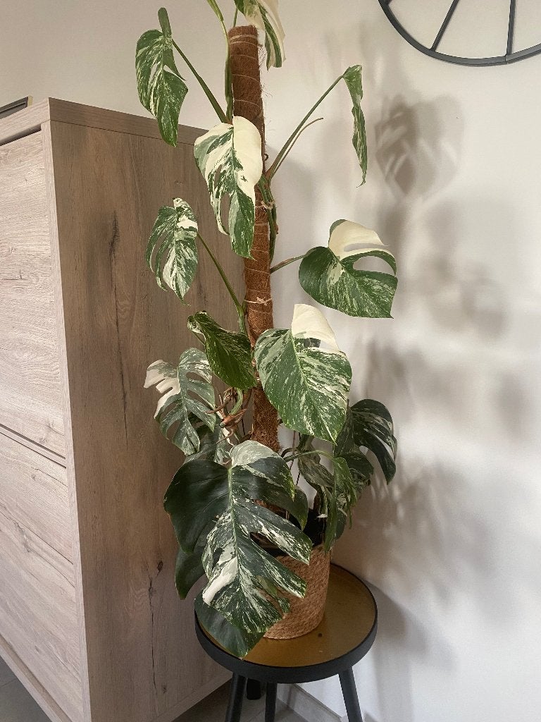 Monstera Variegata, Huis en Inrichting, Kamerplanten, Ophalen, 100 tot 150 cm, Overige soorten, Halfschaduw