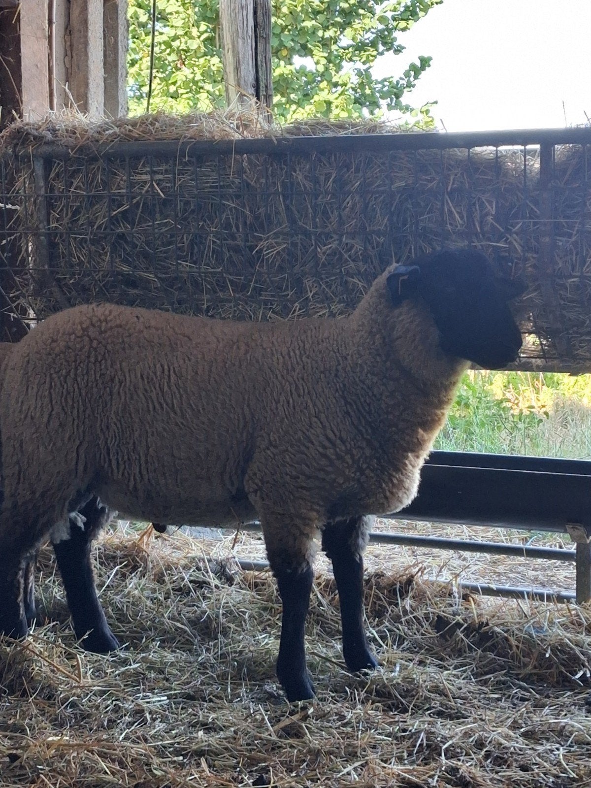 schaap te koop. zware suffolk ram, Mannelijk, Schaap, 0 tot 2 jaar