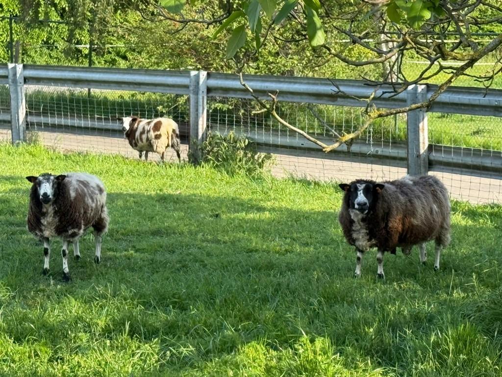 Beste rammen te koop, Dieren en Toebehoren, Mannelijk, Schaap, 0 tot 2 jaar