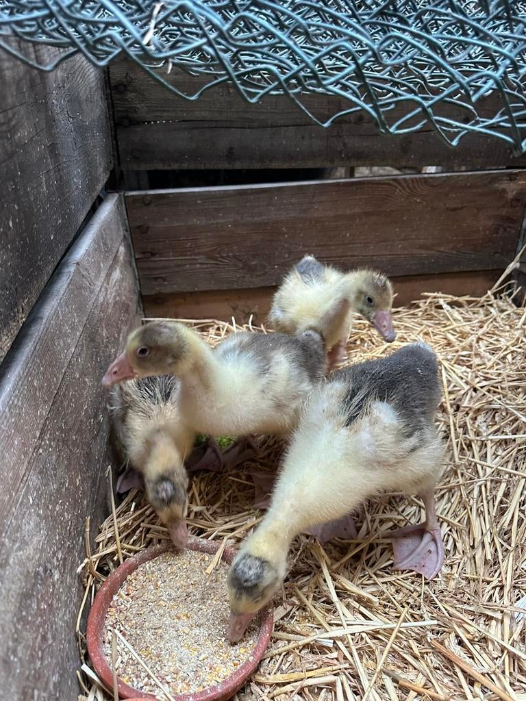 Vlaamse ganzenkuikens te koop, Dieren en Toebehoren, Pluimvee, Geslacht onbekend
