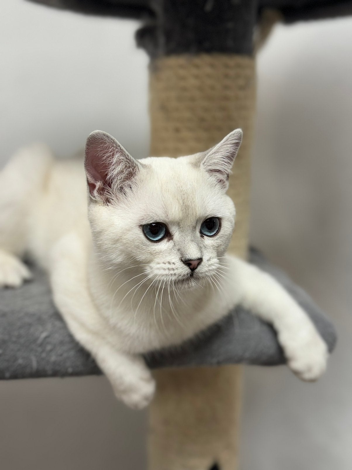 kitten Britse korthaar kater, Kater, Gechipt, 0 tot 2 jaar