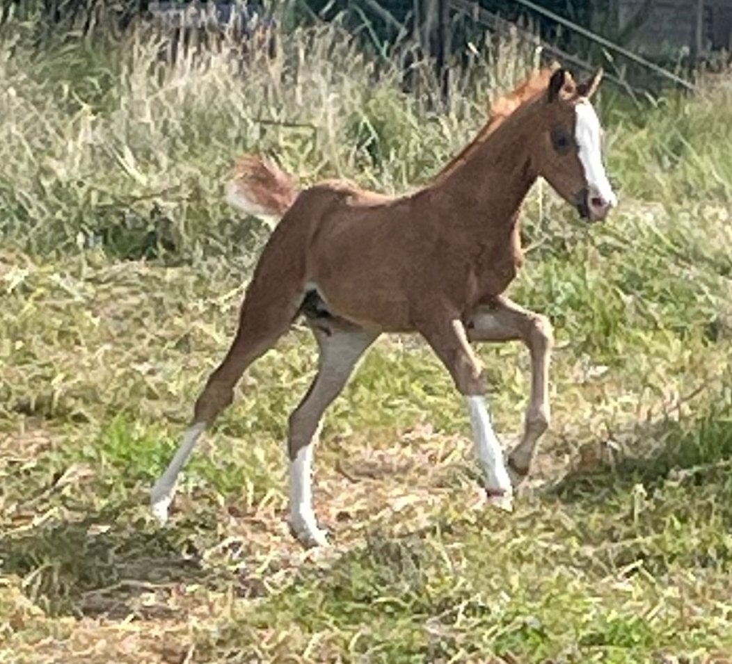 2 prachtige welsh sectie b(1m32) veulens vos en palomino, Dieren en Toebehoren, Paarden, Merrie, B