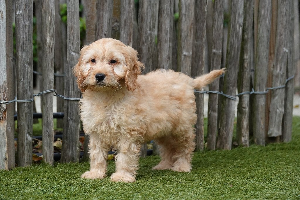 Prachtige Abrikoze en Sable Cockapoo pups, België, Overige rassen, CDV (hondenziekte), 8 tot 15 weken