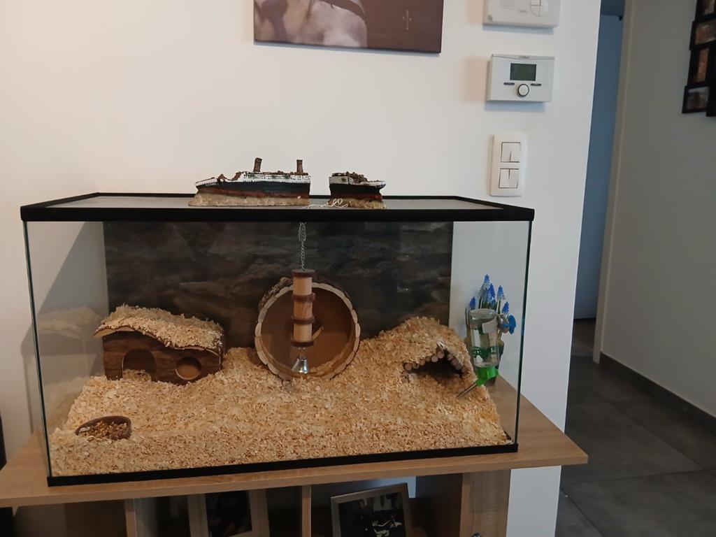 Te koop, Dieren en Toebehoren, Ophalen of Verzenden